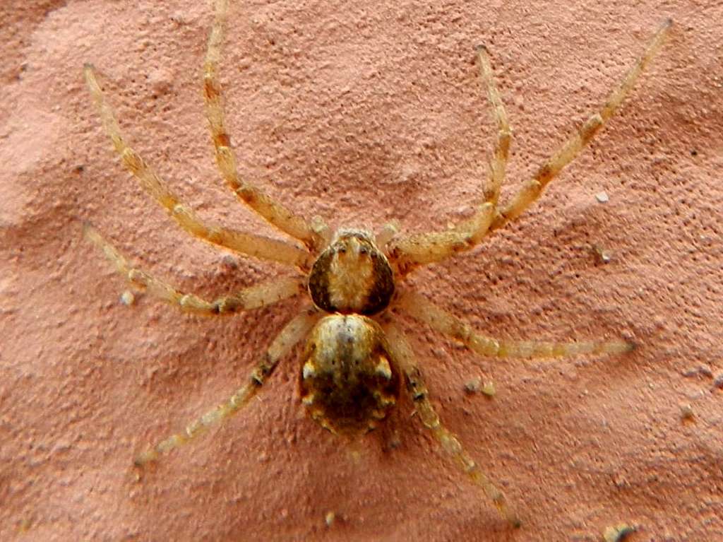 Philodromidae sp.